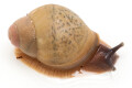 Archachatina porphyrostoma Nigeria B albino shell juvenil, 2 cm
